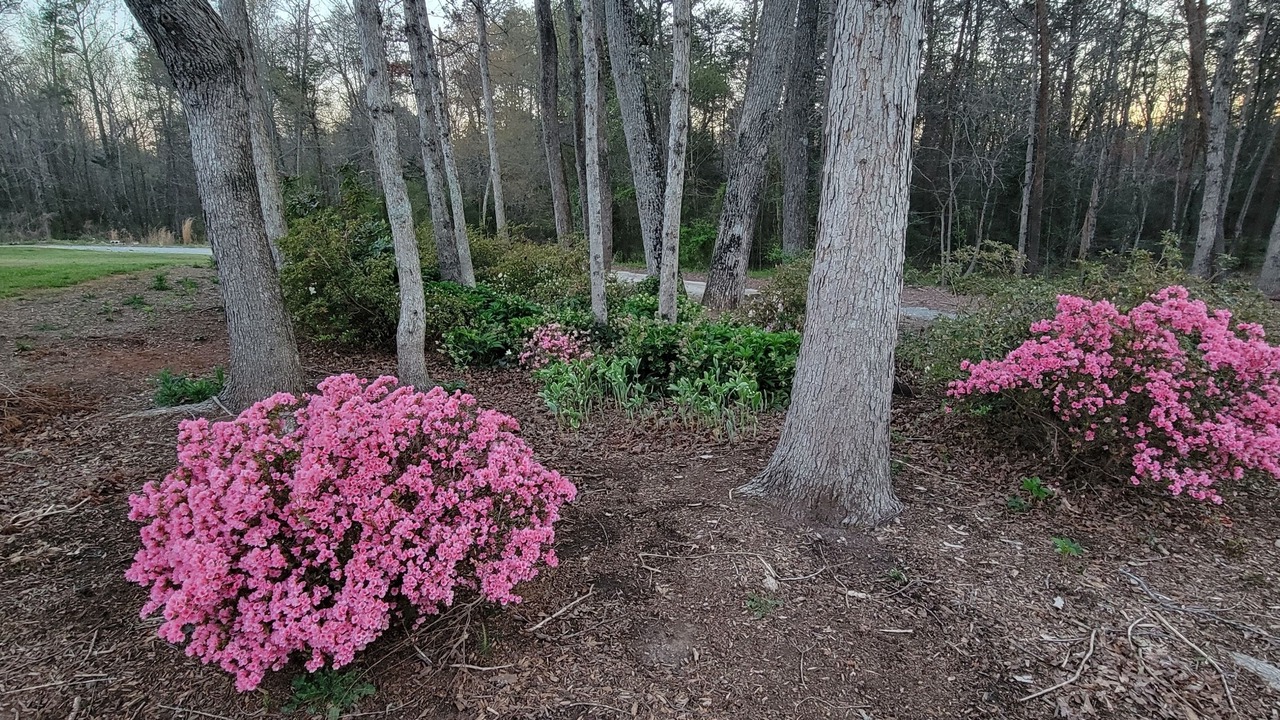 Photo of Outdoor in Easley