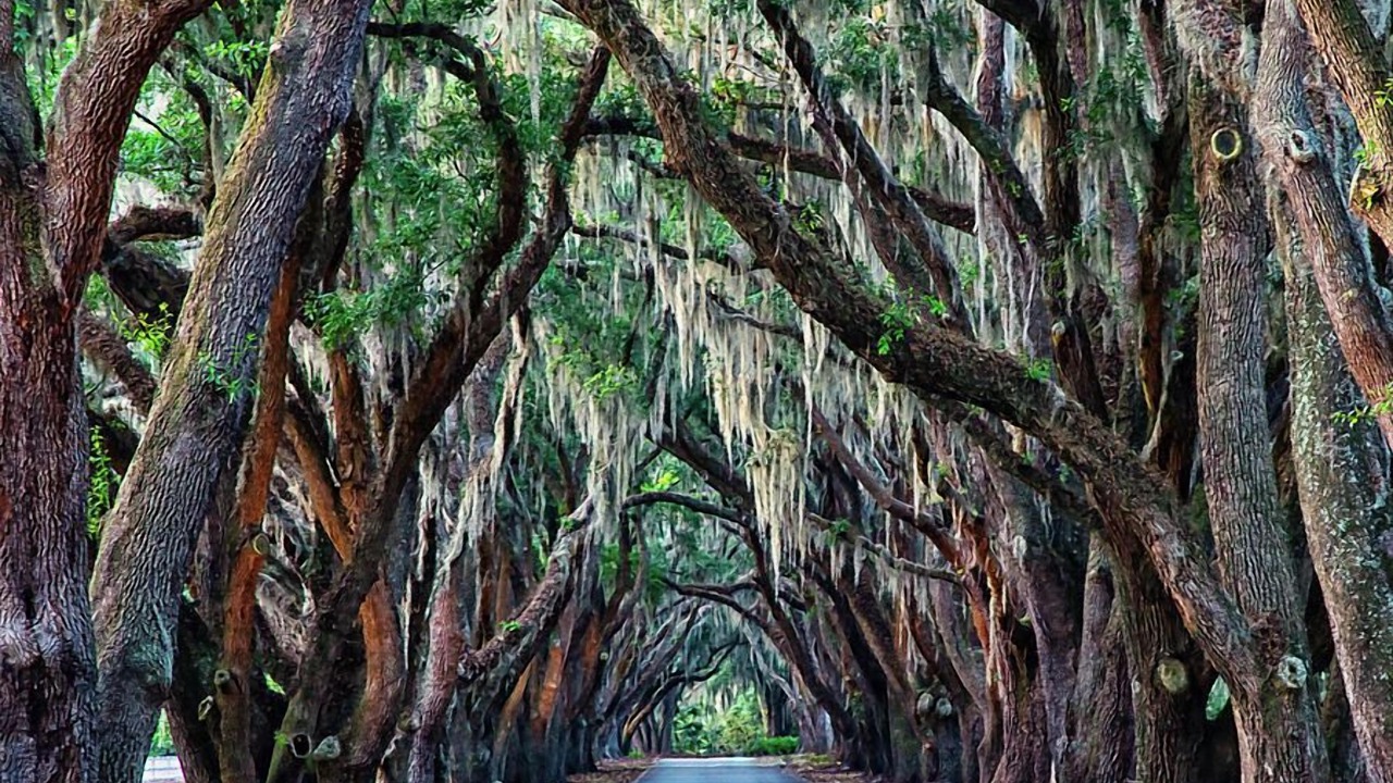 Photo of Others in Hilton Head Island
