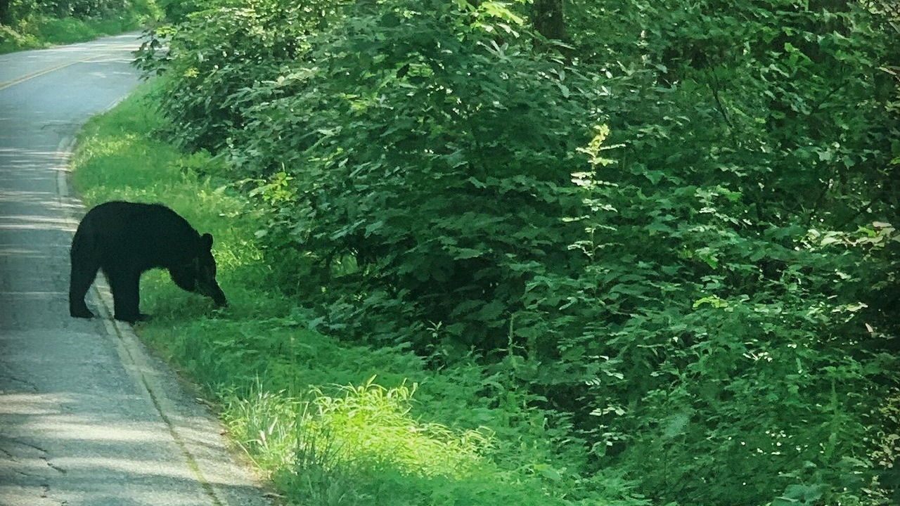 Photo of Outdoor in Cullowhee