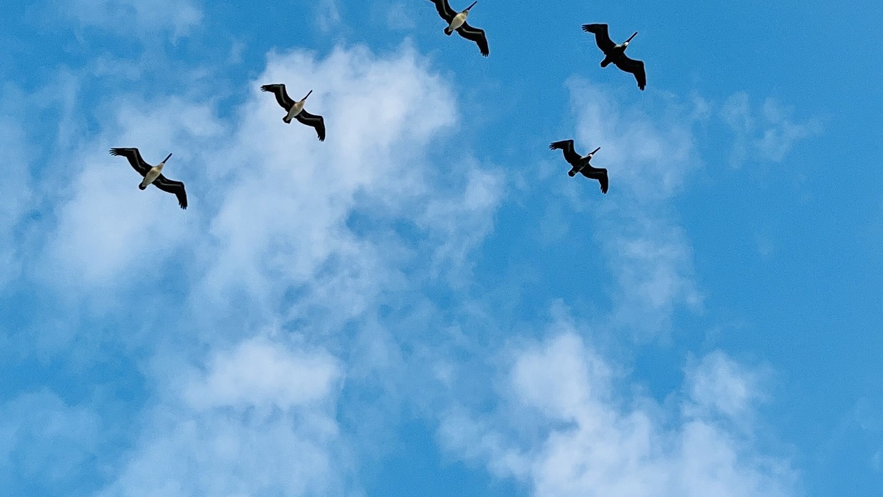 Photo of Others in Melbourne Beach