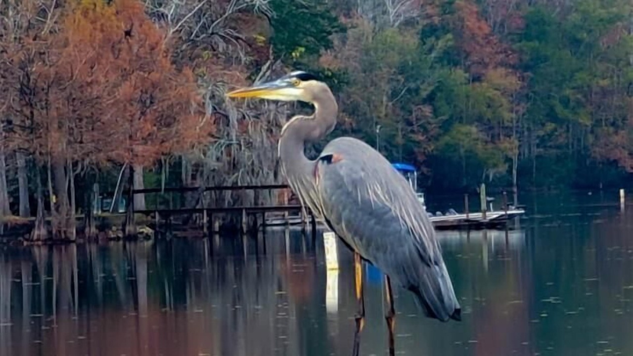 Photo of Outdoor in Eutawville