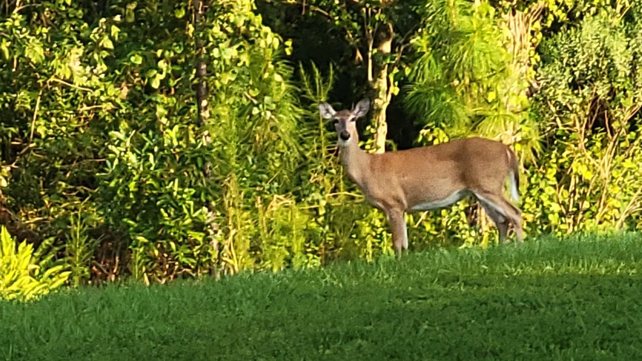 Photo of Outdoor in Orange Lake