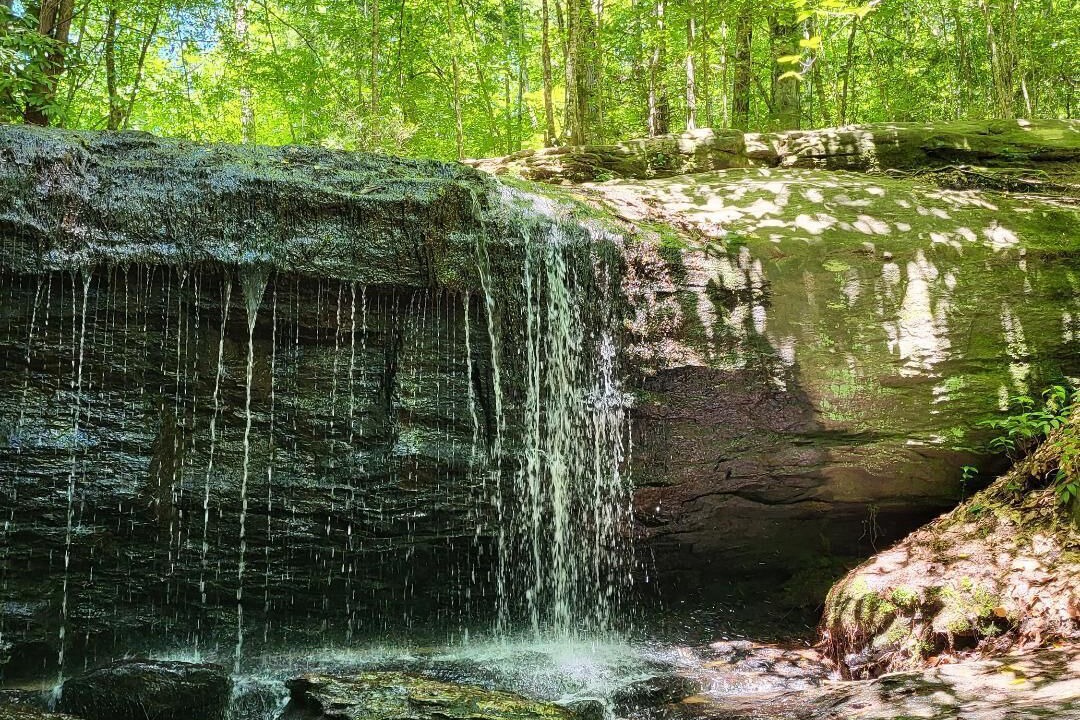 Photo of Others in Pisgah Forest