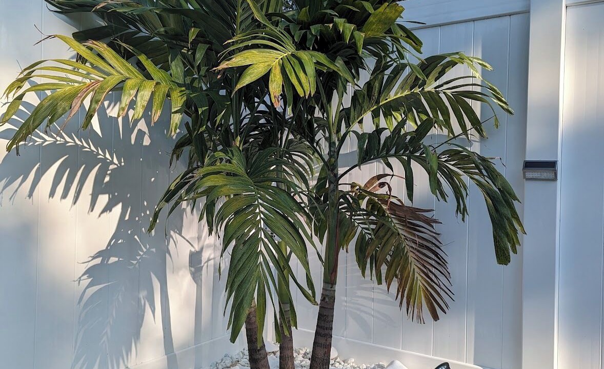 Photo of Outdoor in St. Petersburg