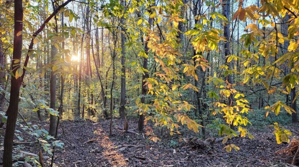 Photo of Outdoor in Seneca