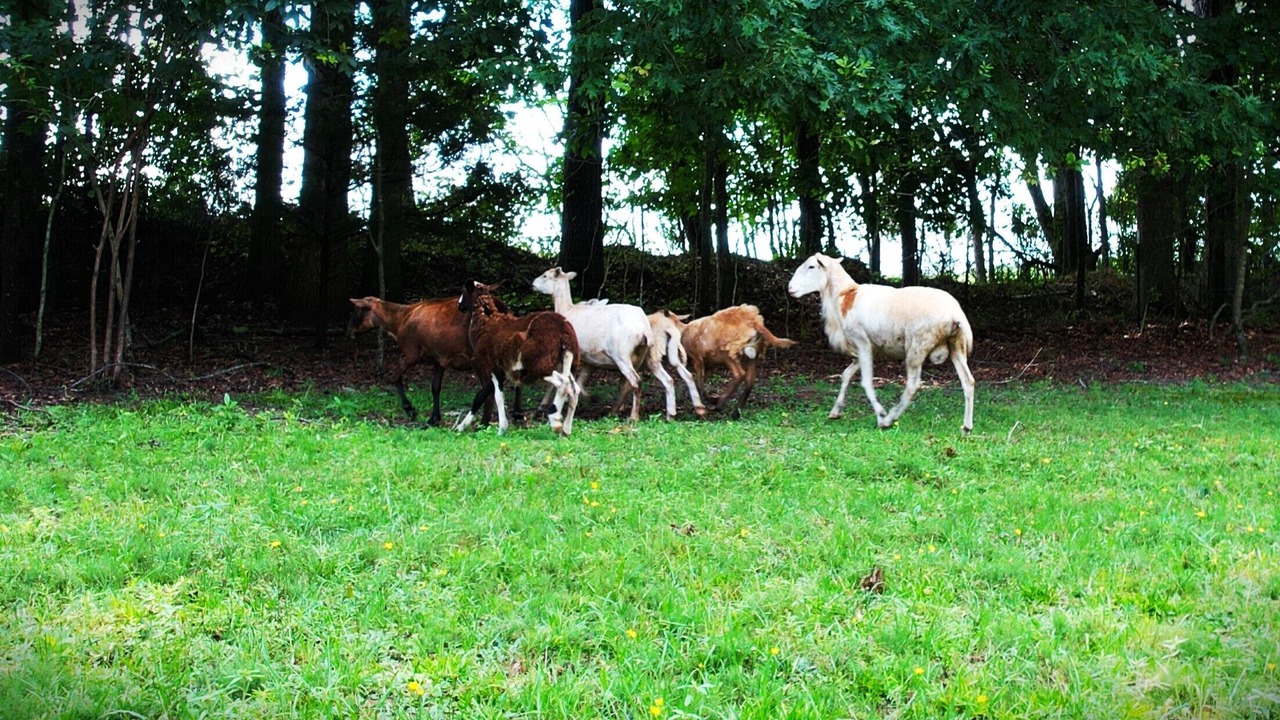 Photo of Outdoor in Woodruff