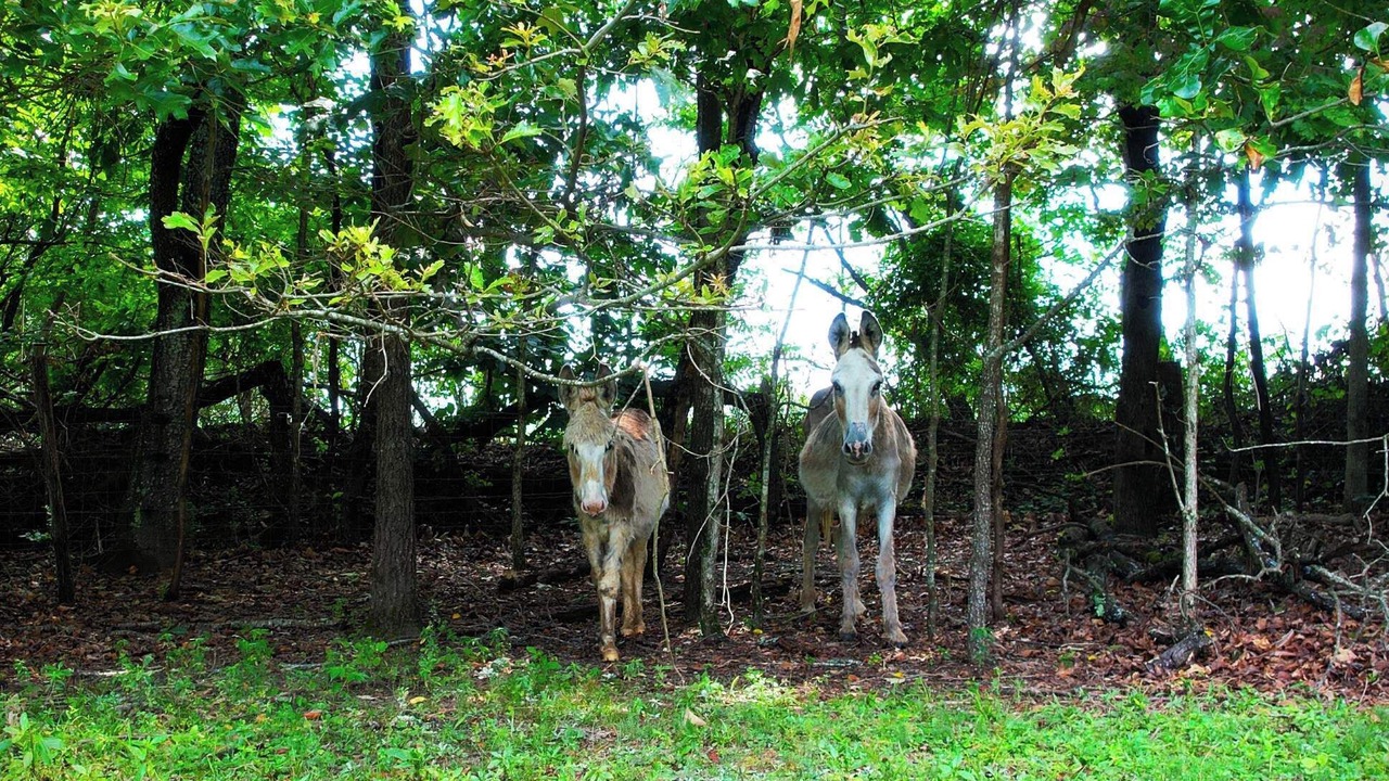 Photo of Outdoor in Woodruff