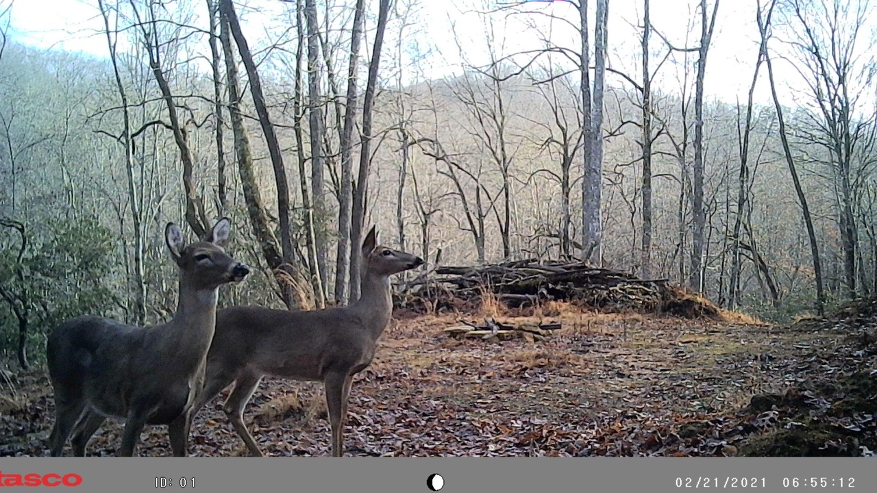 Photo of Others in Brevard