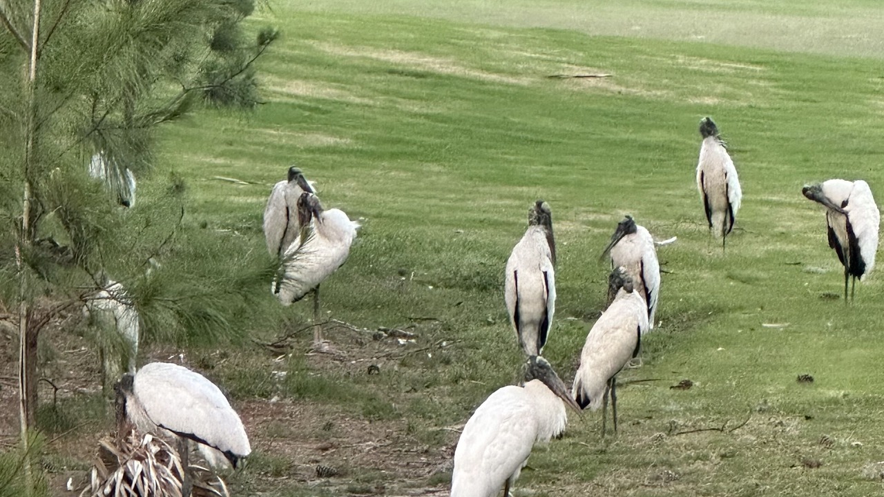 Photo of Others in Okatie