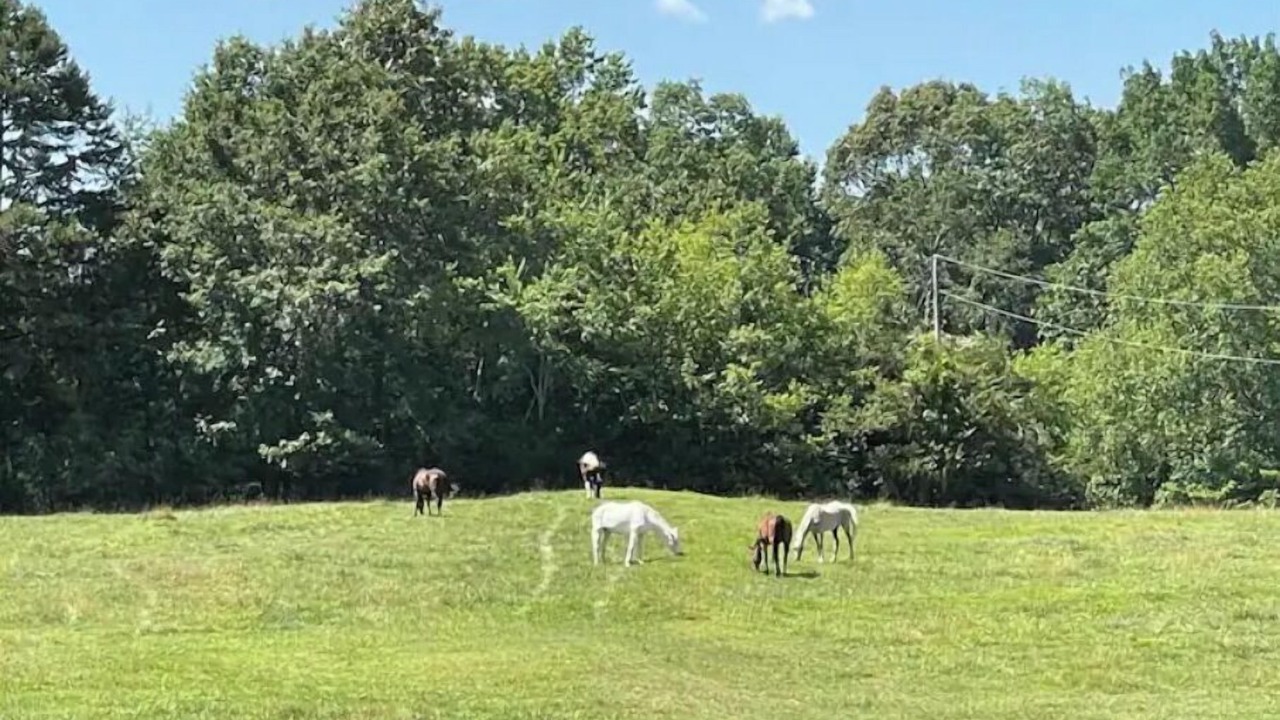 Photo of Others in Walhalla