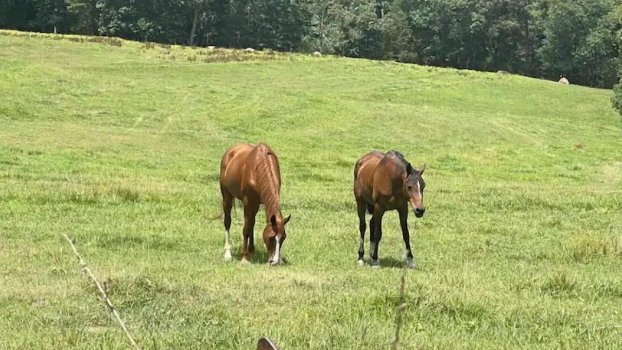 Photo of Others in Walhalla