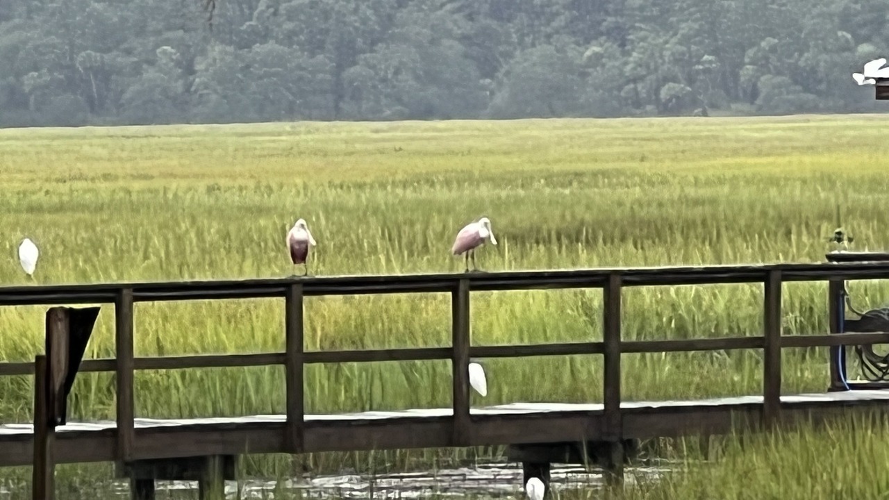 Photo of Others in Edisto Island