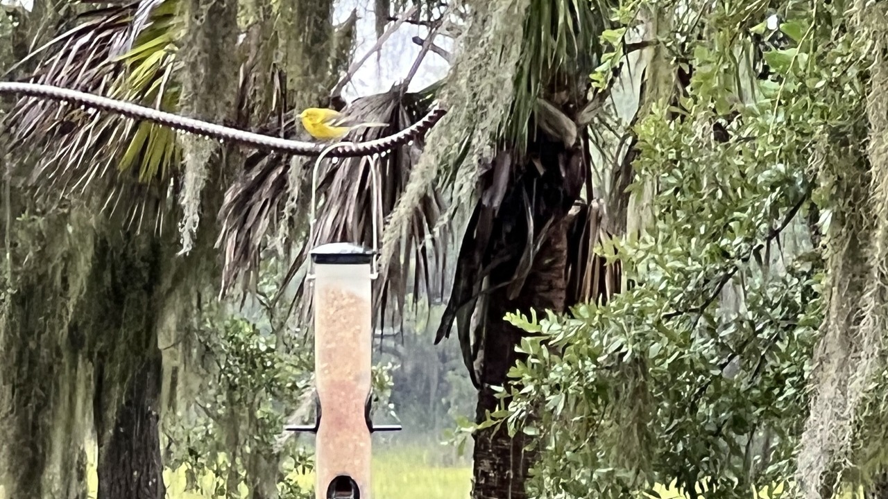Photo of Outdoor in Edisto Island