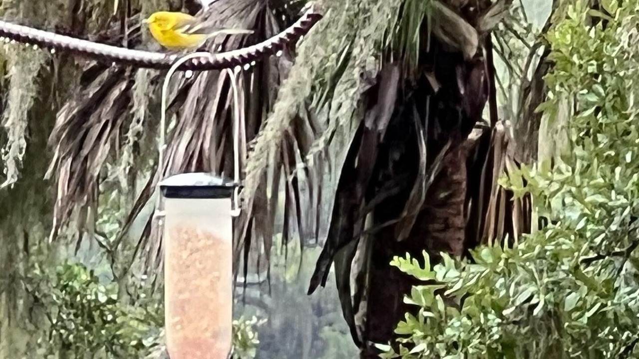 Photo of Outdoor in Edisto Island