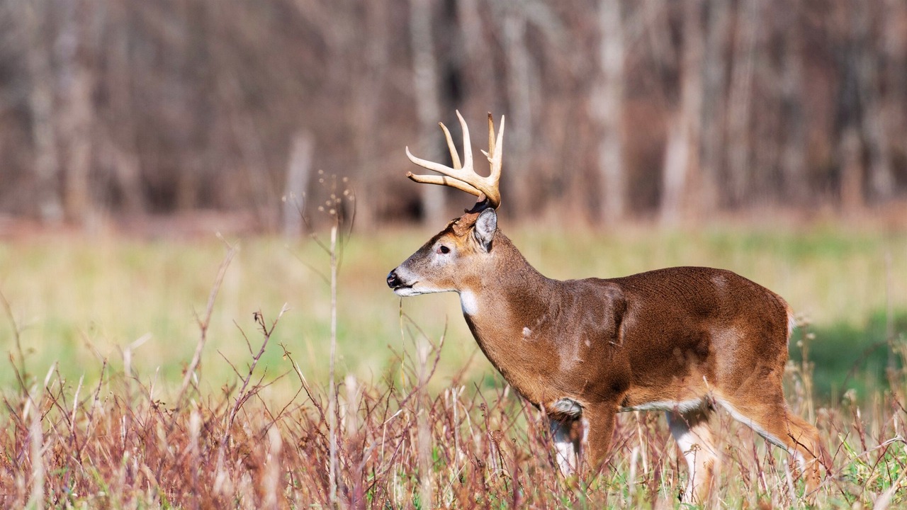 Photo of Others in Sevierville
