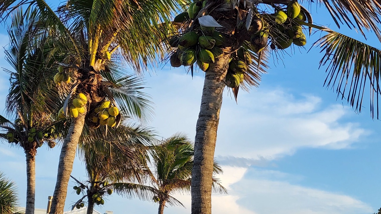 Photo of Outdoor in Vero Beach South