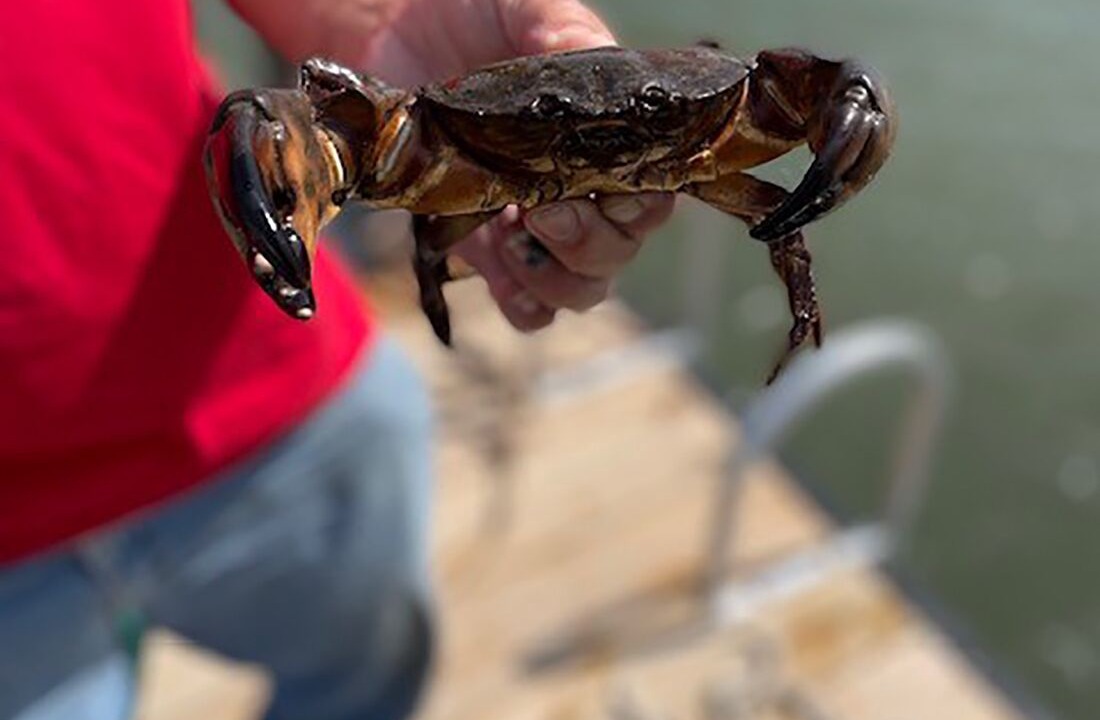 Photo of Others in Charleston