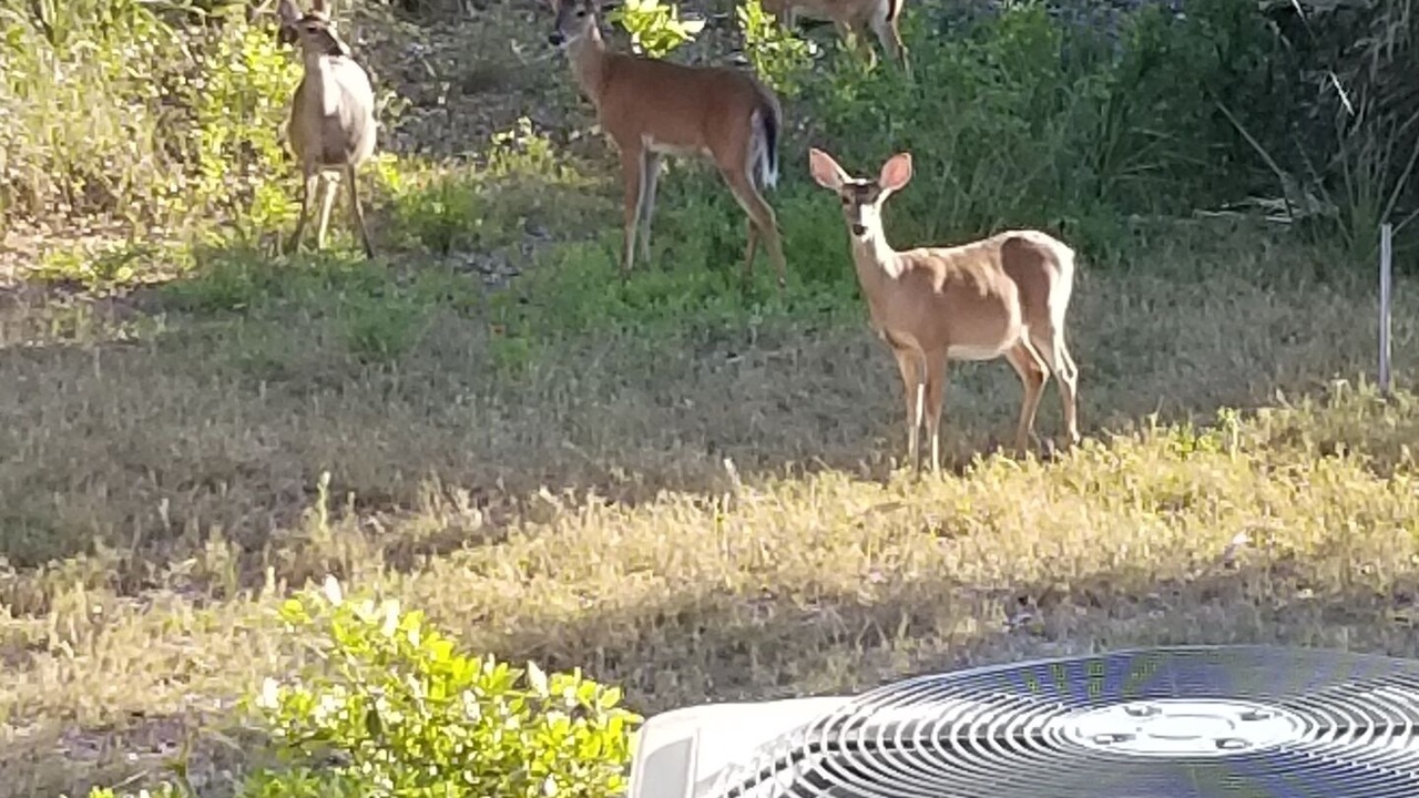 Photo of Others in Edisto Island