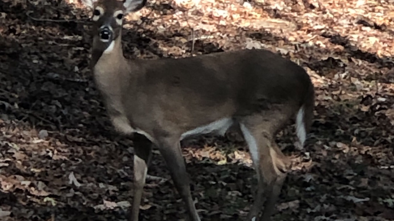 Photo of Outdoor in Pisgah Forest