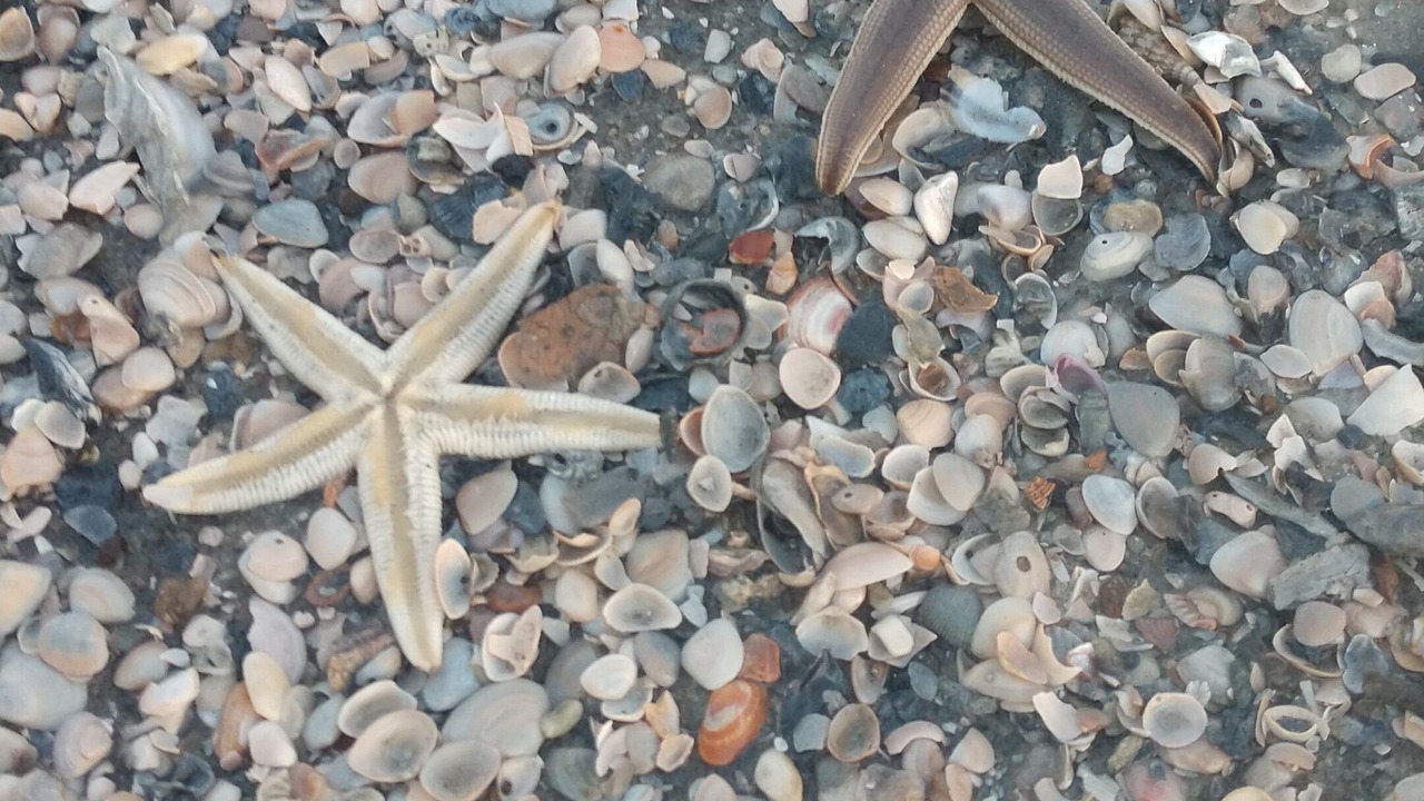 Photo of Outdoor in Melrose on the Beach