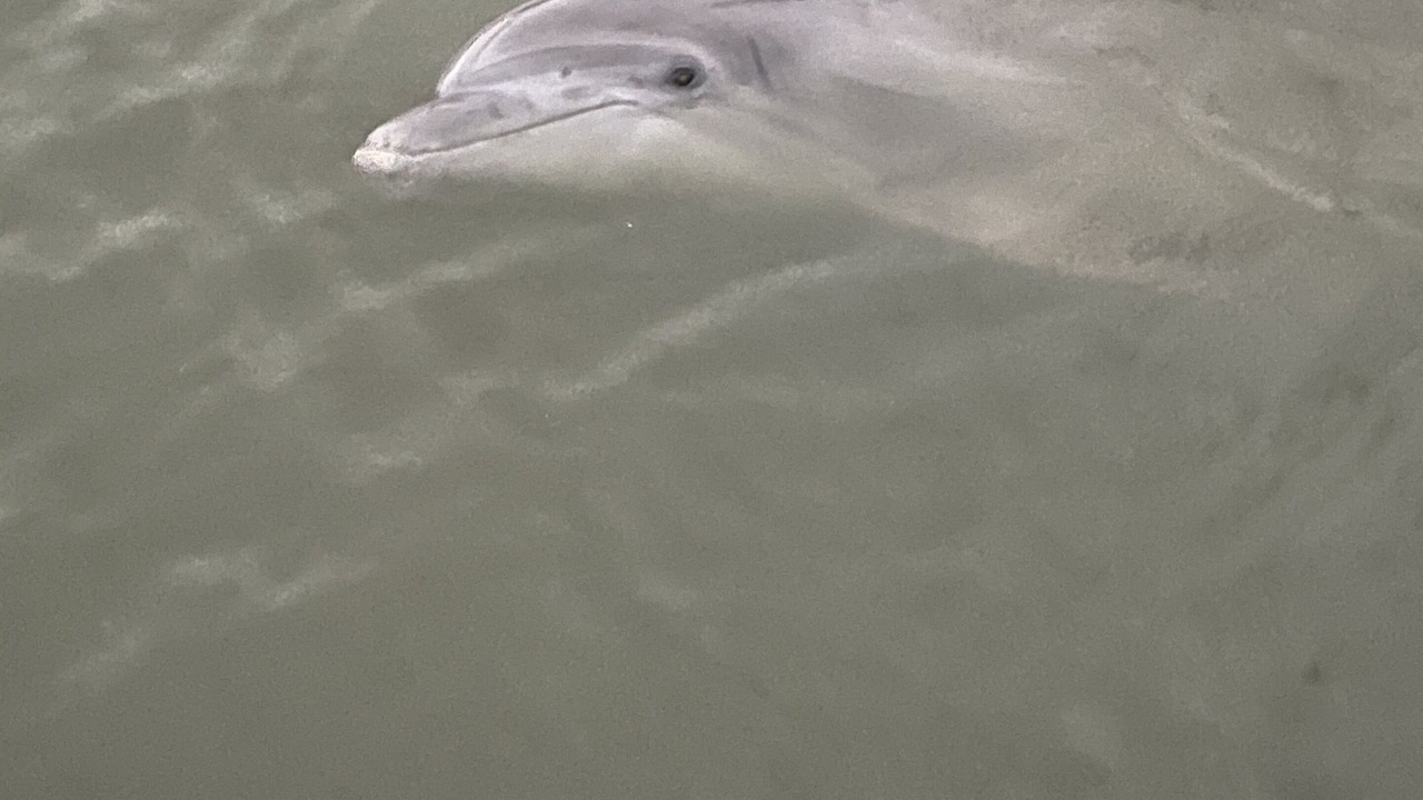 Photo of Others in Daufuskie Island