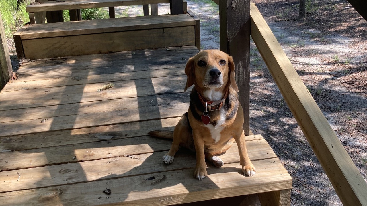 Photo of Outdoor in Folkston