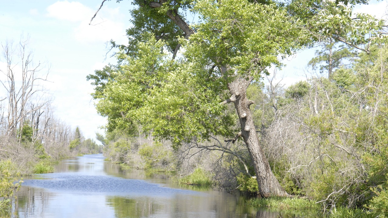Photo of Outdoor in Folkston