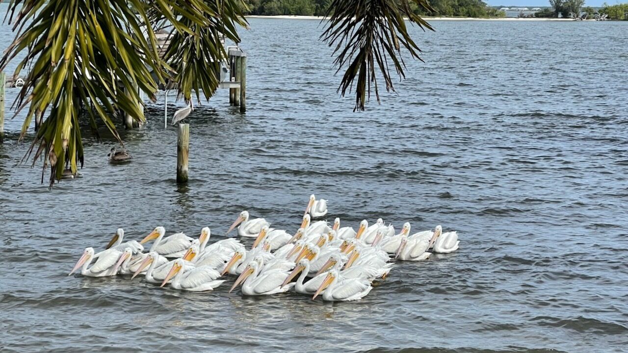Photo of Others in Sebastian River Heights