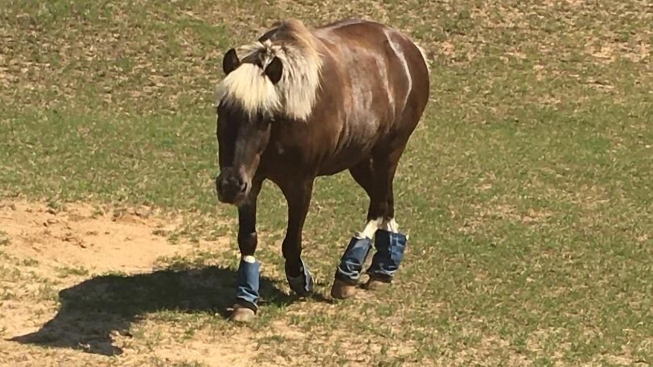 Photo of Others in Aiken