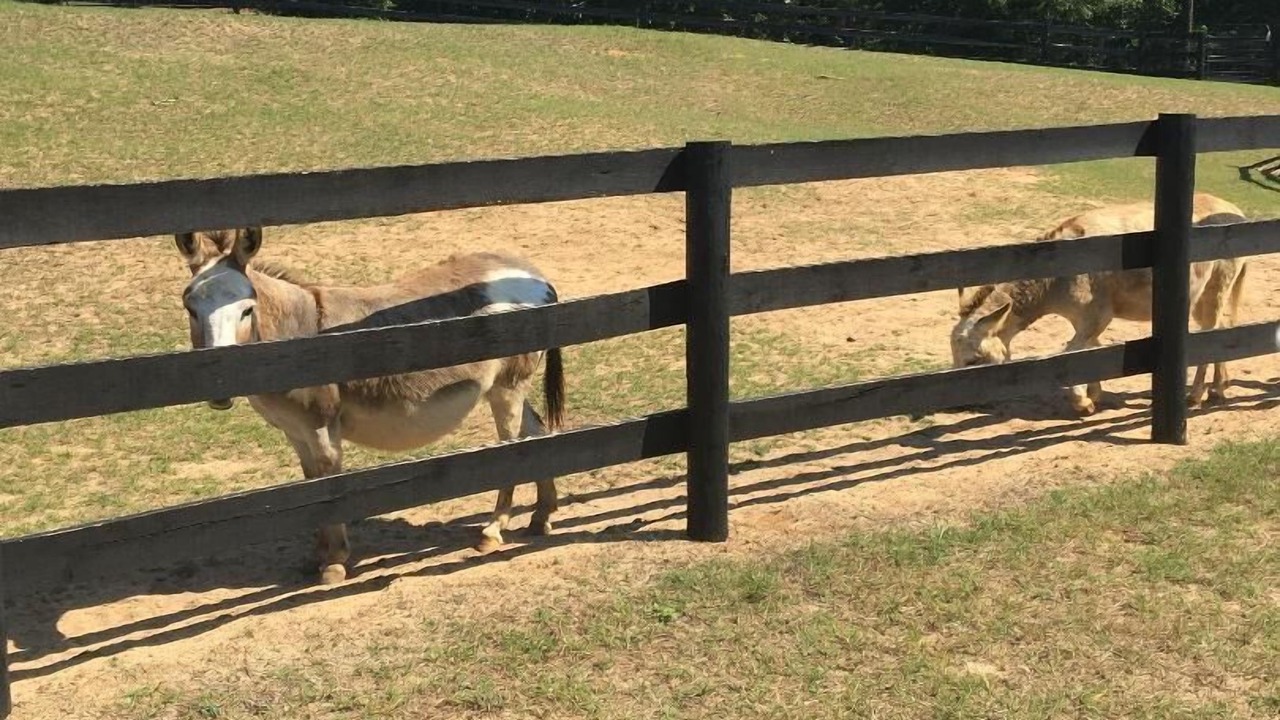 Photo of Others in Aiken