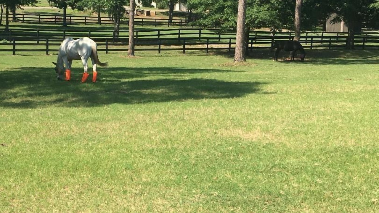Photo of Others in Aiken