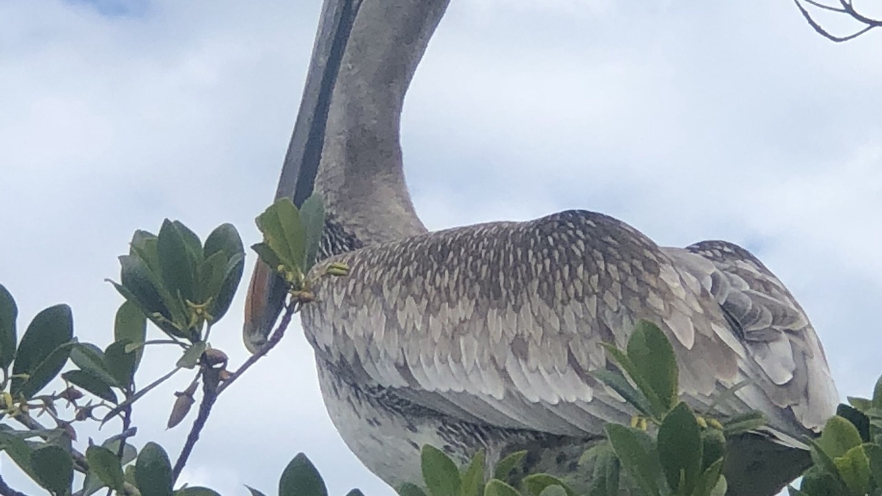 Photo of Outdoor in New Melbourne Beach