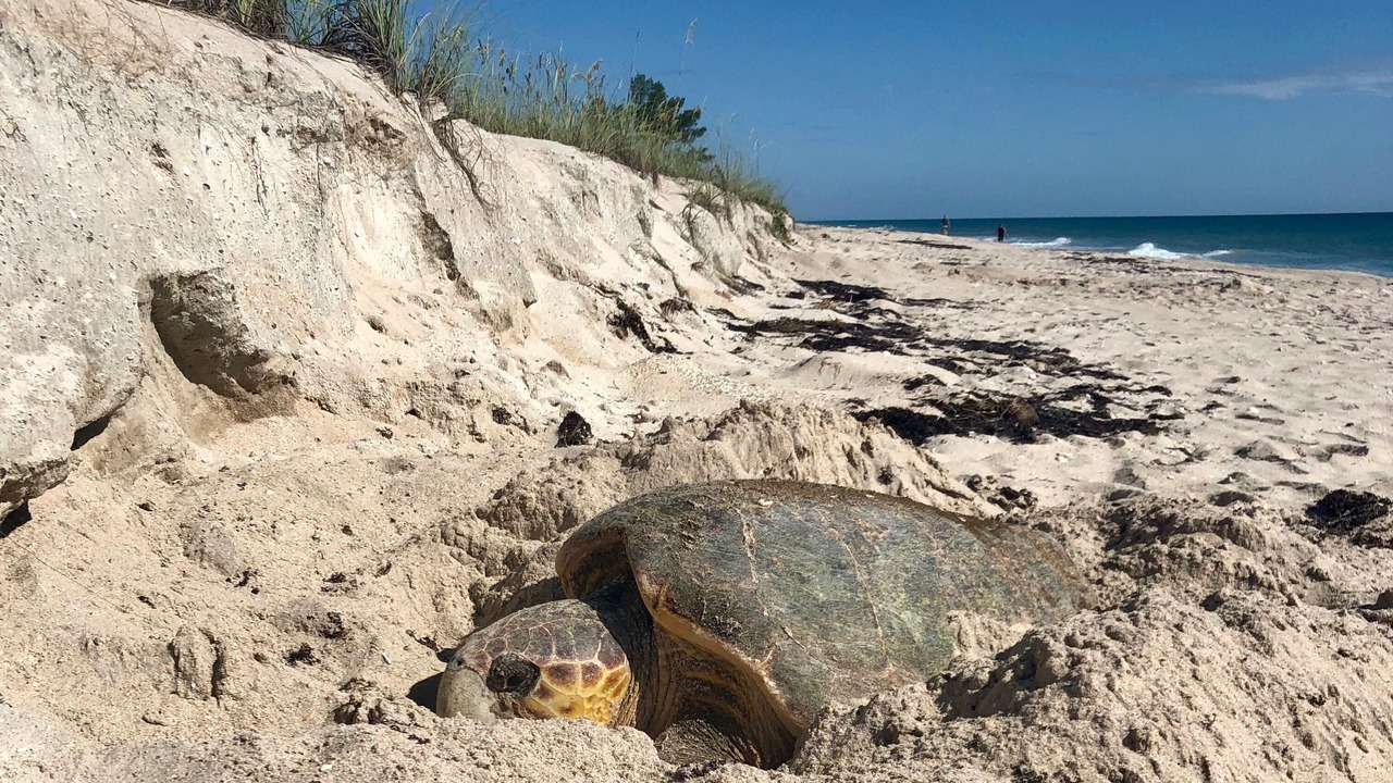 Photo of Others in New Melbourne Beach