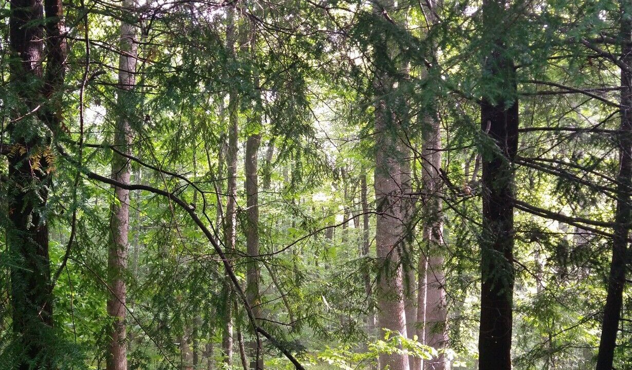 Photo of Outdoor in Pisgah Forest