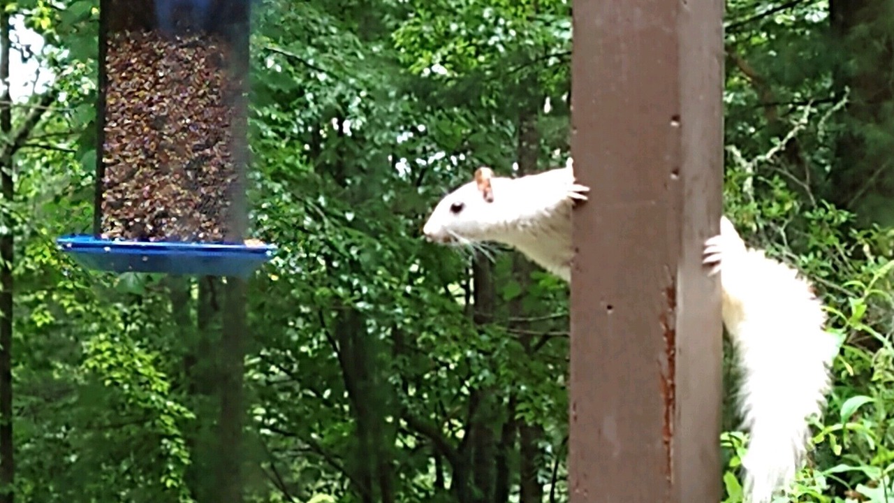 Photo of Outdoor in Pisgah Forest