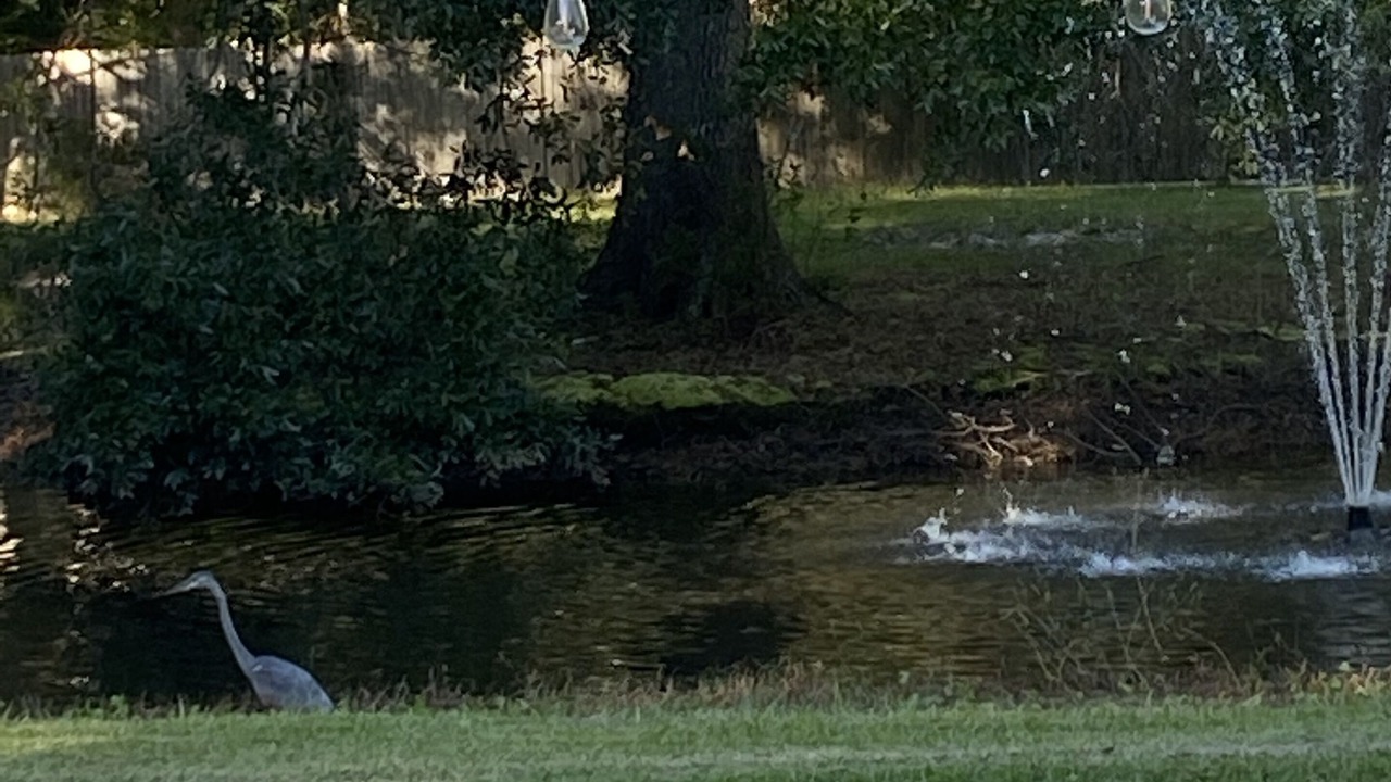 Photo of Outdoor in Surfside Beach
