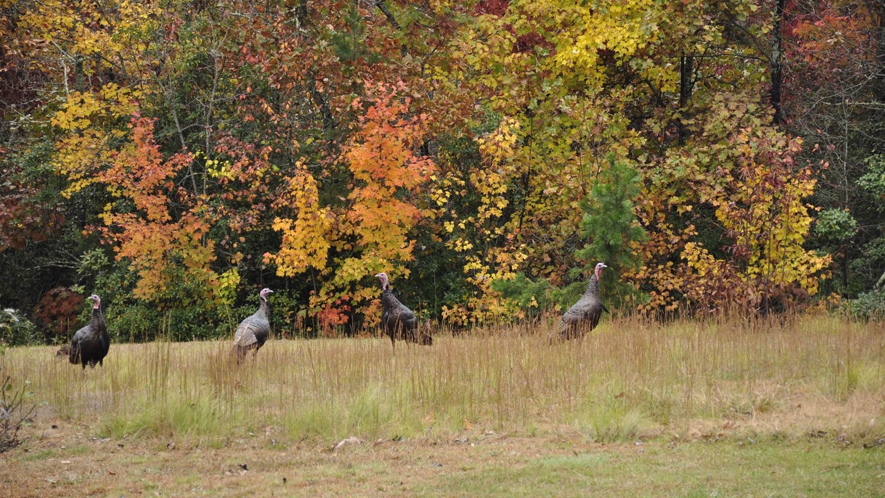 Photo of Others in Hayesville