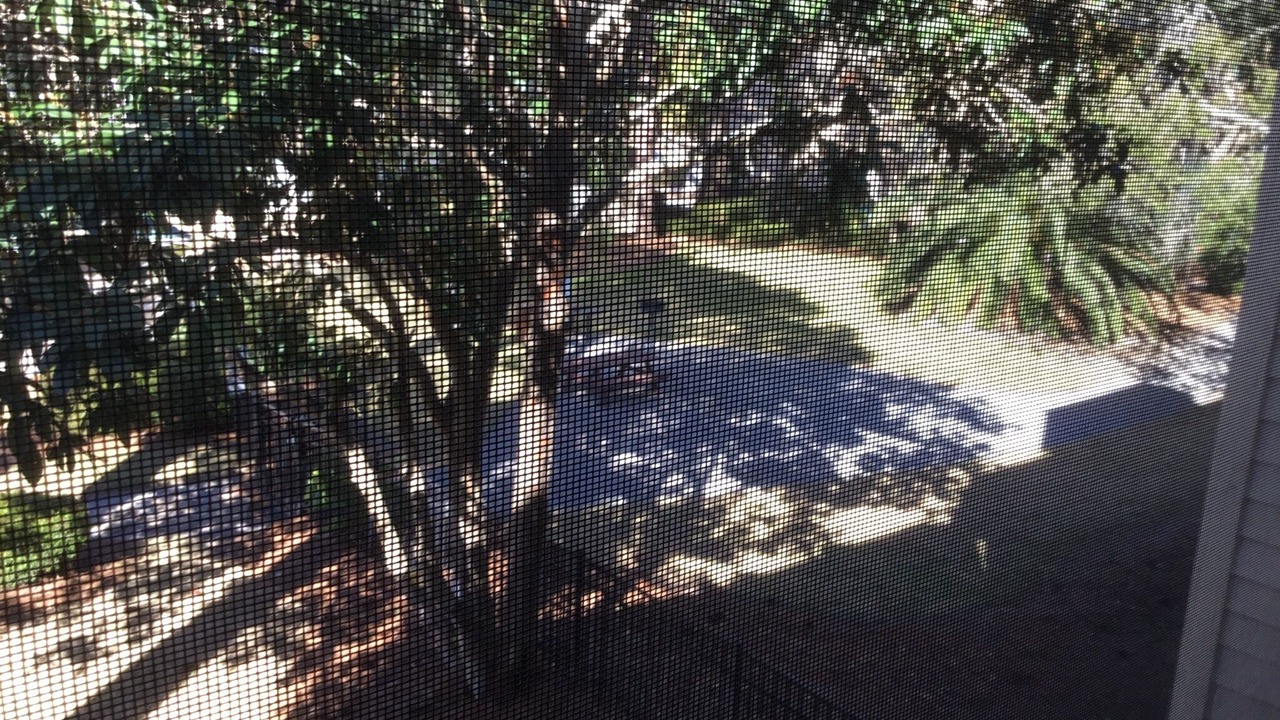 Photo of Outdoor in Palmetto Dunes