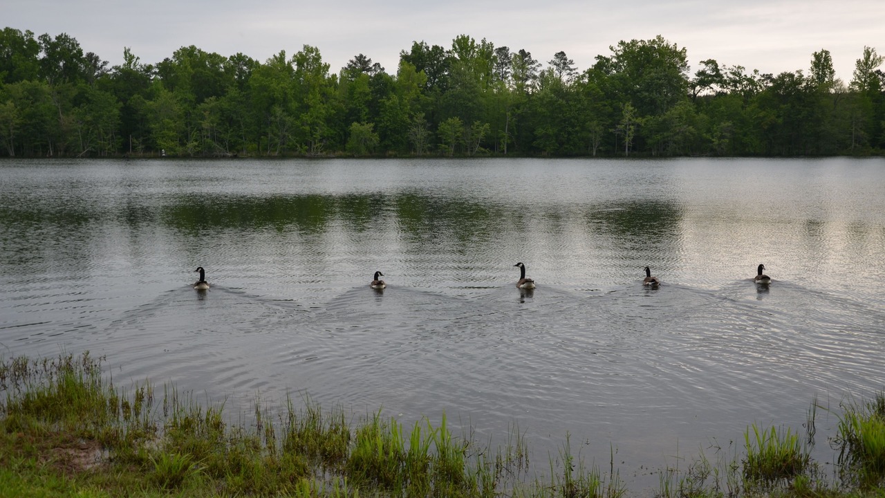 Photo of Outdoor in Calhoun Falls