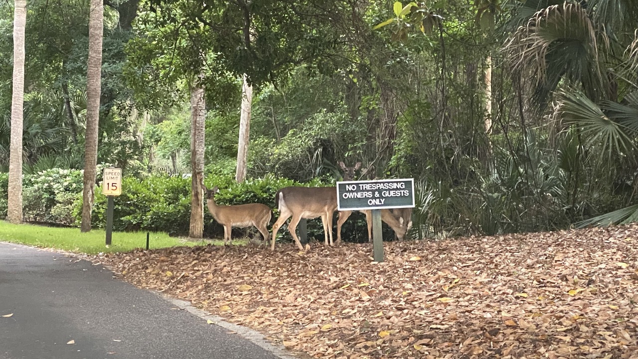 Photo of Others in Shipyard Plantation