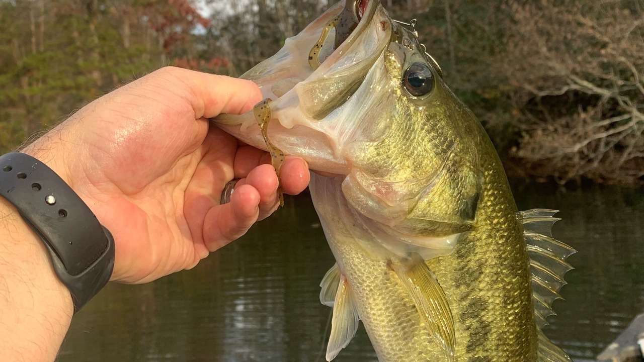 Photo of Others in Pickens