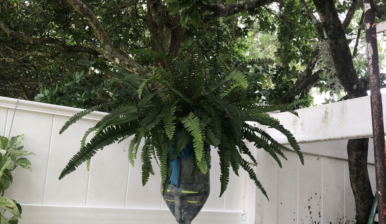 Photo of Outdoor in Orlando