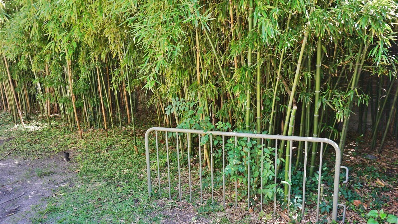 Photo of Outdoor in Dixon Park