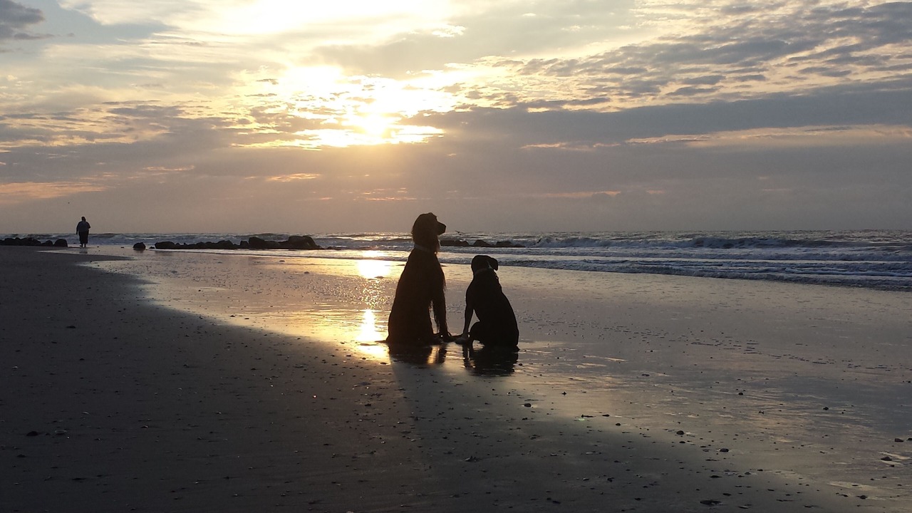 Photo of Others in Folly Beach
