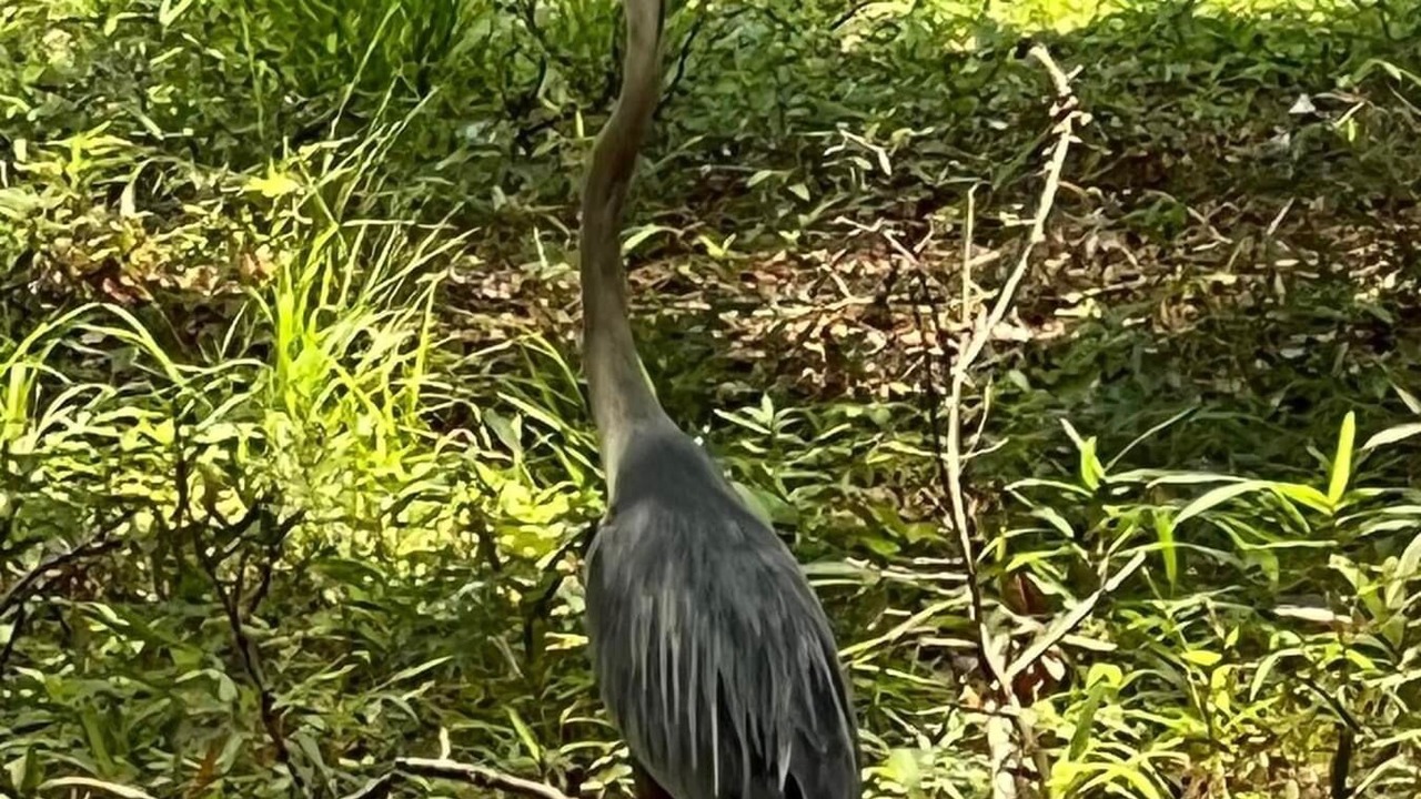 Photo of Outdoor in Daufuskie Island