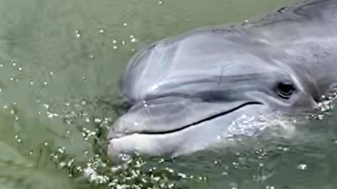 Photo of Others in Daufuskie Island