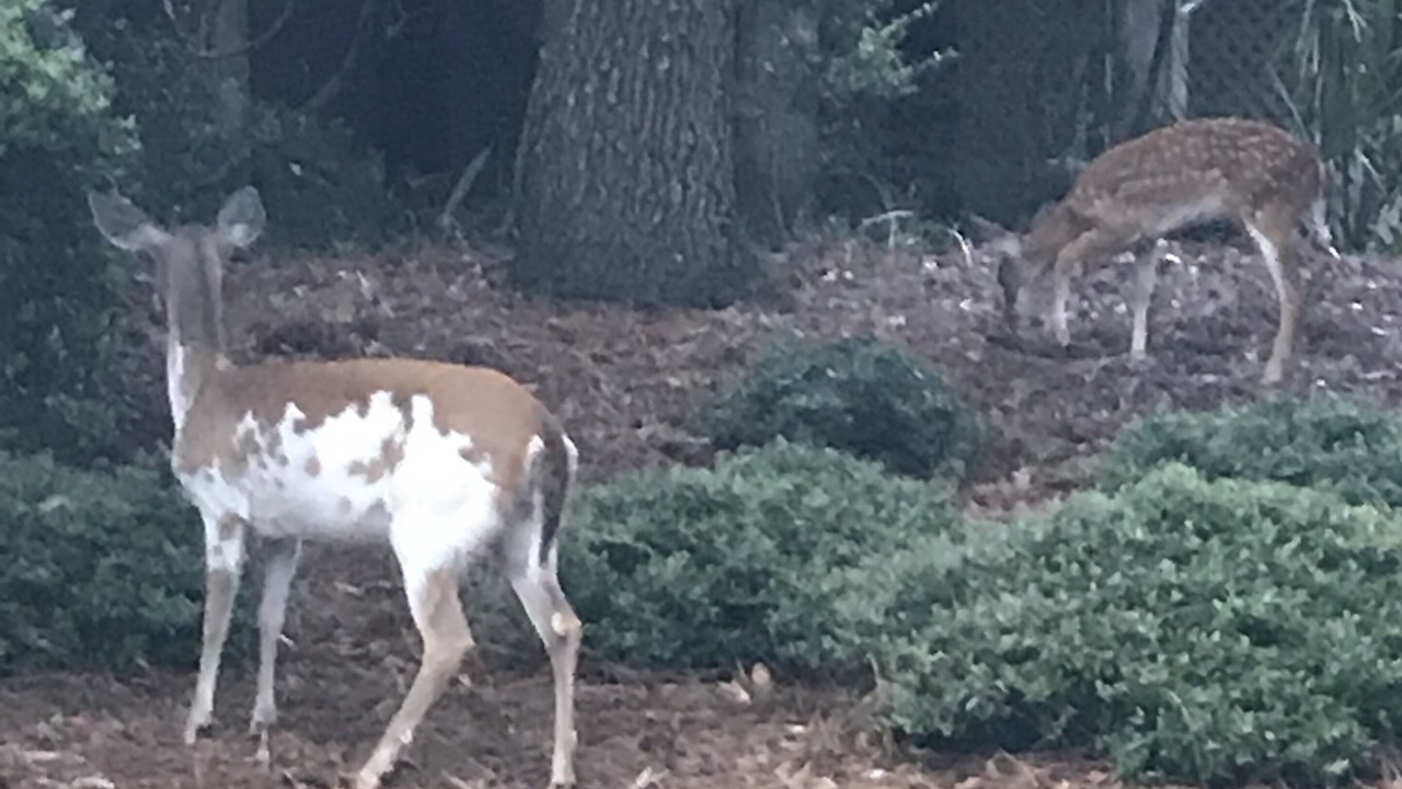 Photo of Outdoor in Seabrook Island