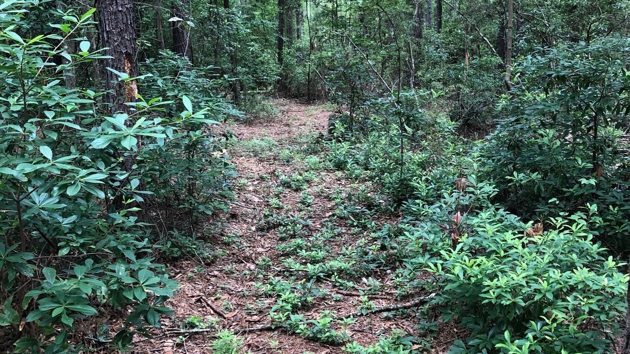 Photo of Outdoor in Ridgeland