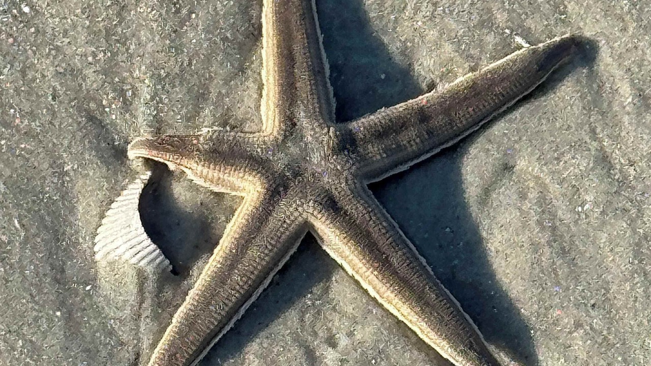 Photo of Others in Melrose on the Beach