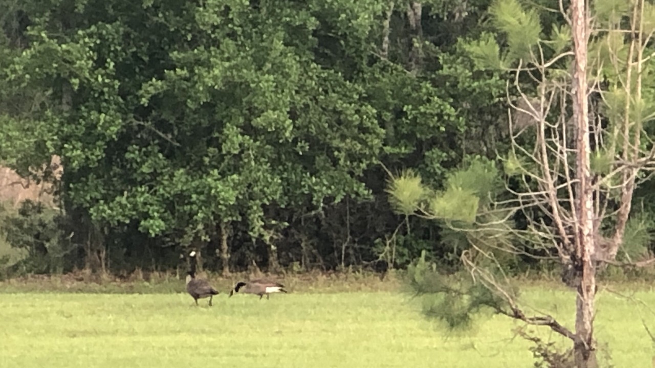 Photo of Others in Baxley